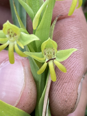 Habenaria pentadactyla