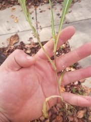 Lactuca serriola