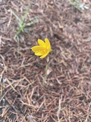 Zephyranthes tubispatha