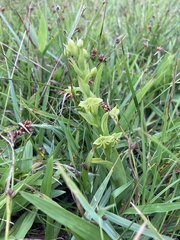Habenaria pentadactyla