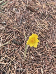 Zephyranthes tubispatha