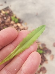 Lactuca serriola