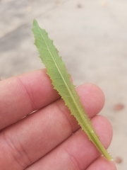 Lactuca serriola