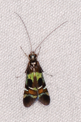 Smicridea varia