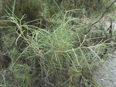 Plocama pendula