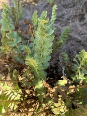 Horkelia cuneata puberula