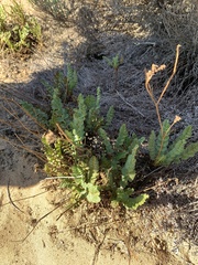 Horkelia cuneata puberula