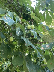 Aesculus hippocastanum