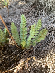 Horkelia cuneata puberula