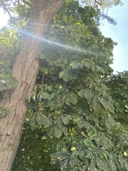 Aesculus hippocastanum