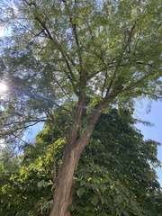 Aesculus hippocastanum