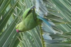 Psittacula krameri