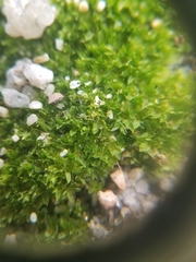 Bryaceae