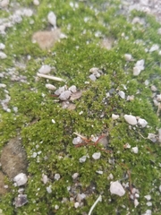 Bryaceae