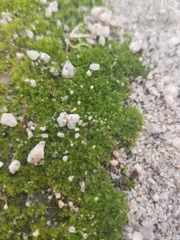Bryaceae