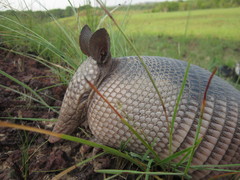 Dasypus sabanicola