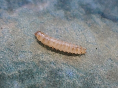 Mycetophagidae