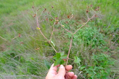 Geranium pulchrum