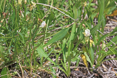 Astragalus miser tenuifolius