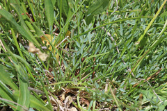 Astragalus miser tenuifolius