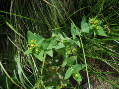 Hypericum foliosum