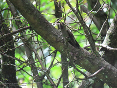 Lampornis amethystinus