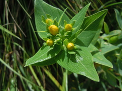 Hypericum foliosum