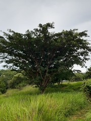 Ficus natalensis