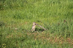 Otospermophilus beecheyi