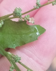 Atriplex prostrata