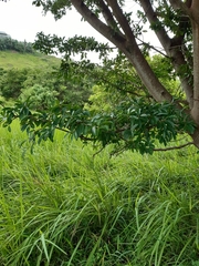 Ficus natalensis