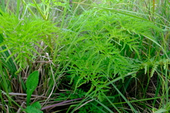 Afroligusticum thodei