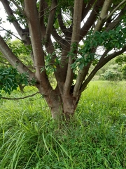 Ficus natalensis