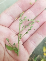 Atriplex prostrata