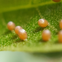 Acraea horta