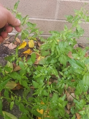 Atriplex prostrata