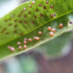 Acraea horta