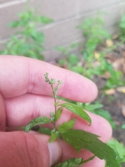 Atriplex prostrata