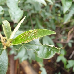 Acraea horta