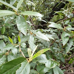 Acraea horta