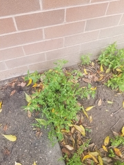 Atriplex prostrata