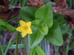 Lysimachia azorica