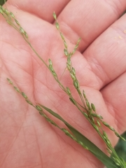 Ehrharta erecta