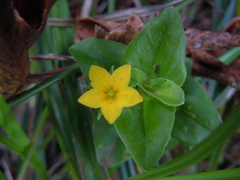 Lysimachia azorica