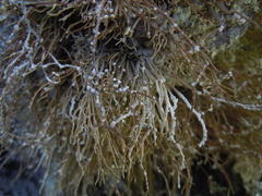 Roccella phycopsis