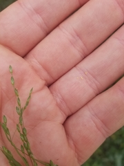 Ehrharta erecta