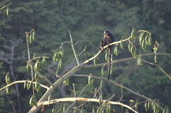 Trachypithecus auratus