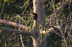 Trachypithecus auratus