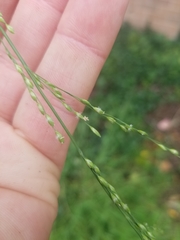 Ehrharta erecta