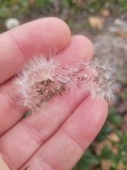 Taraxacum erythrospermum